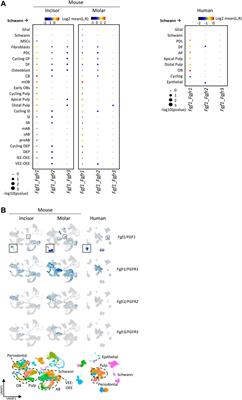 Establishment of inclusive single-cell transcriptome atlases from mouse and human tooth as powerful resource for dental research